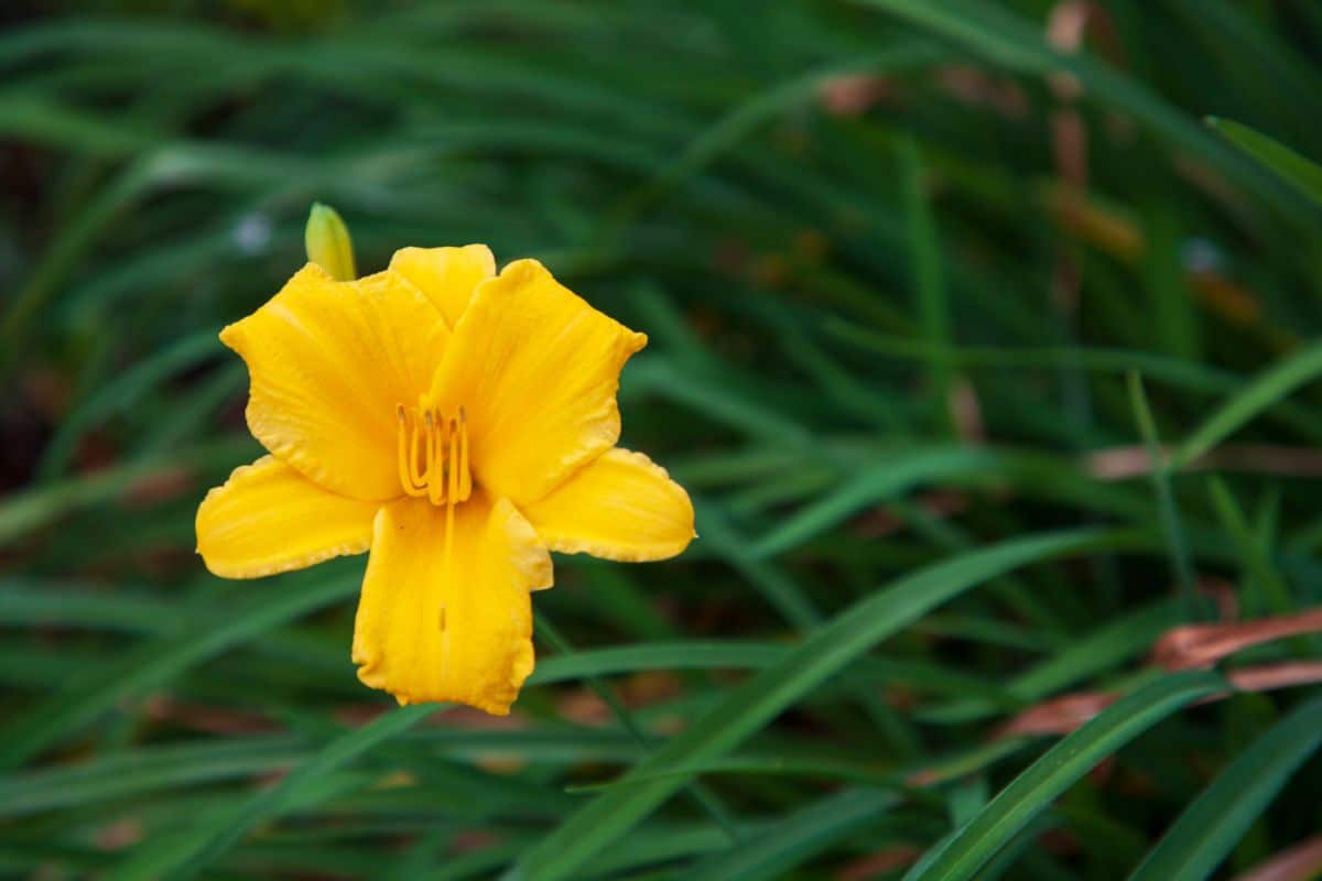 Bright yellow Stella de Oro daylily in a shade garden