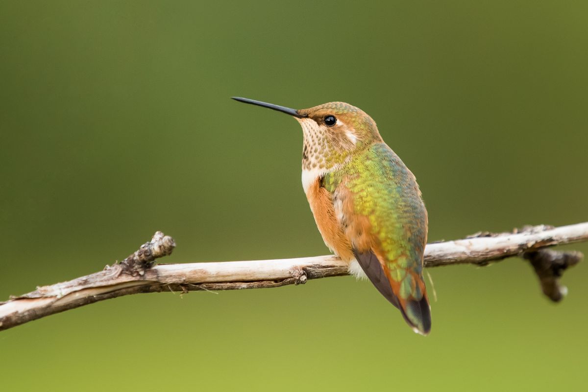 A hummingbird sits on a natural twig snag to rest