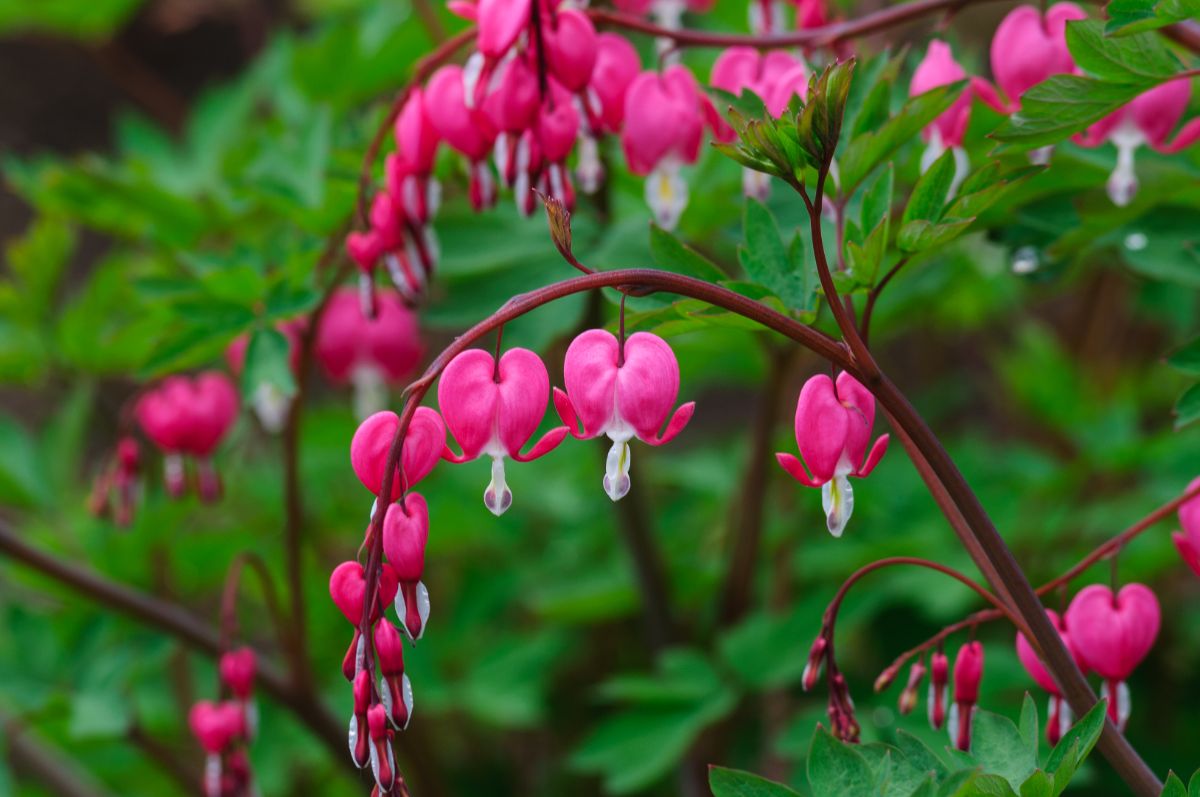 Heart-shaped pink bleeding heart flowers on a plant in a shady, dry location