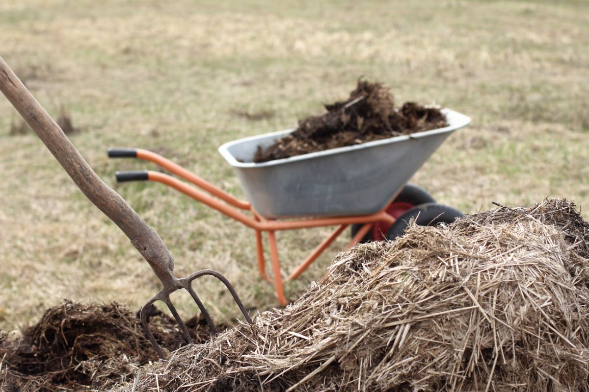 A gardener loading a wheelbarrow with aged manure and compost