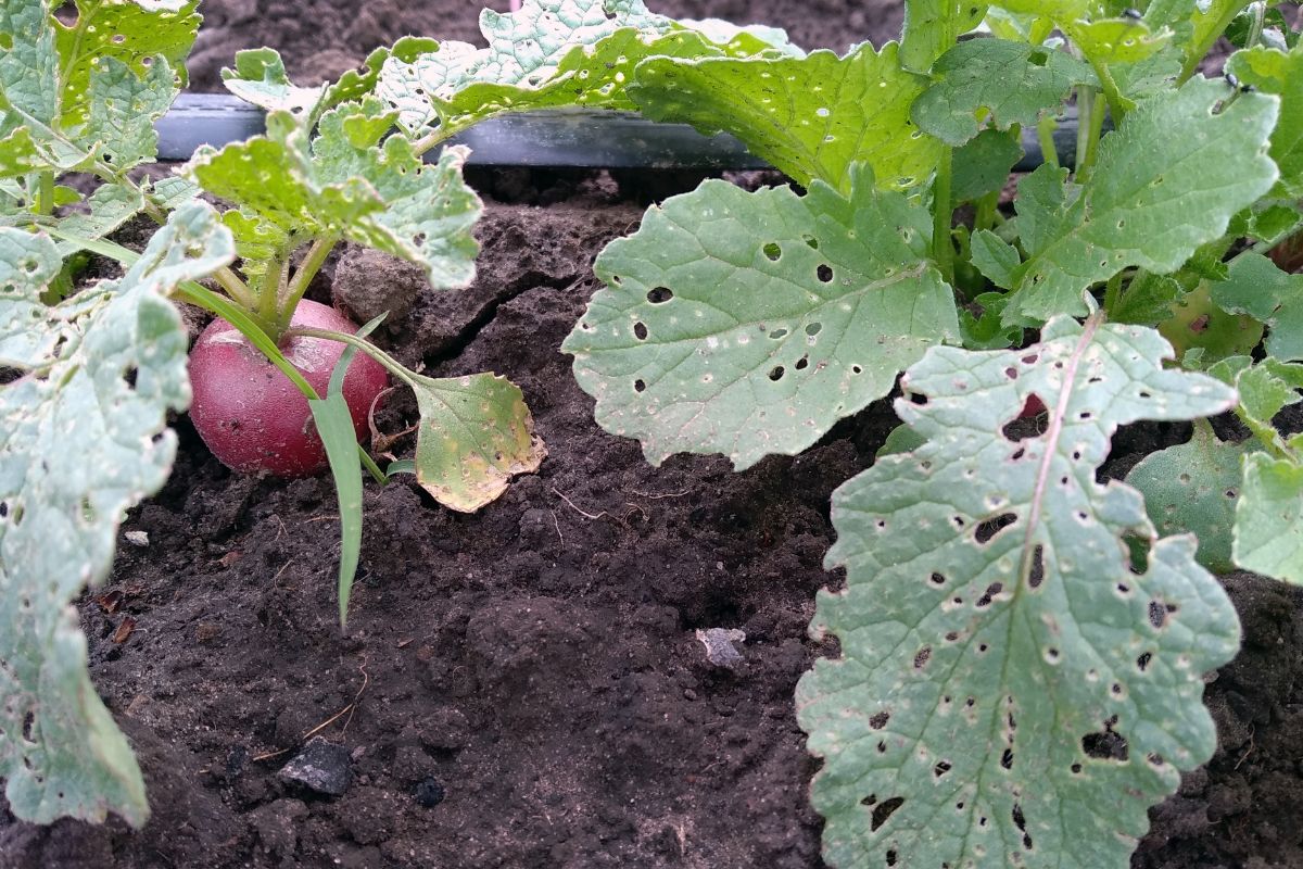 Holes chewed into the leaves of radishes indicate the presence of pests