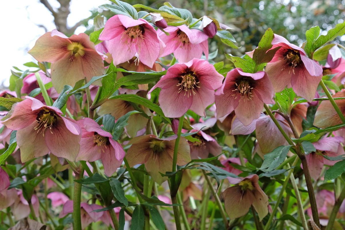 Dusty pink colored hellebore flowers in a dry shady garden
