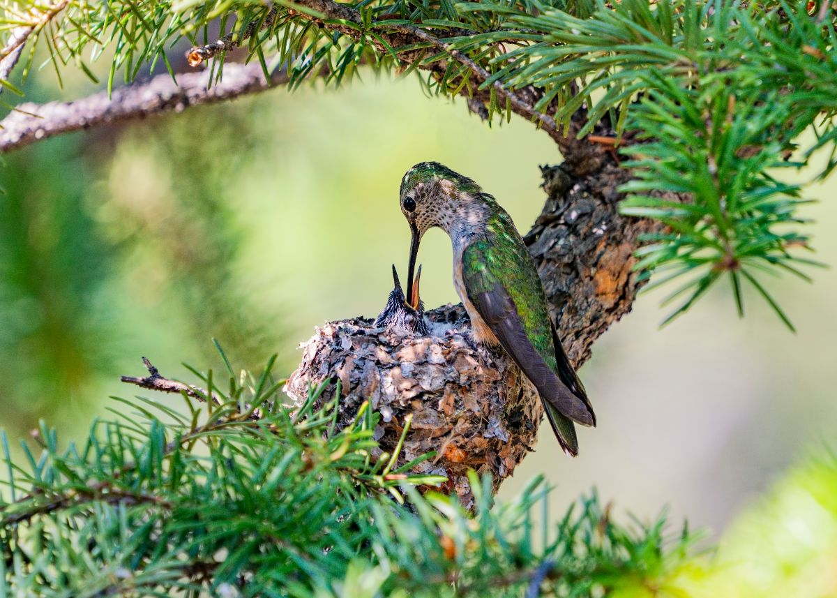 Trees and shrubs can provide places where hummingbirds can build a nest