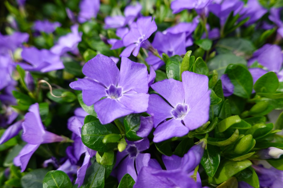 Purple-flowering periwinkle spreads over a stretch of shady ground