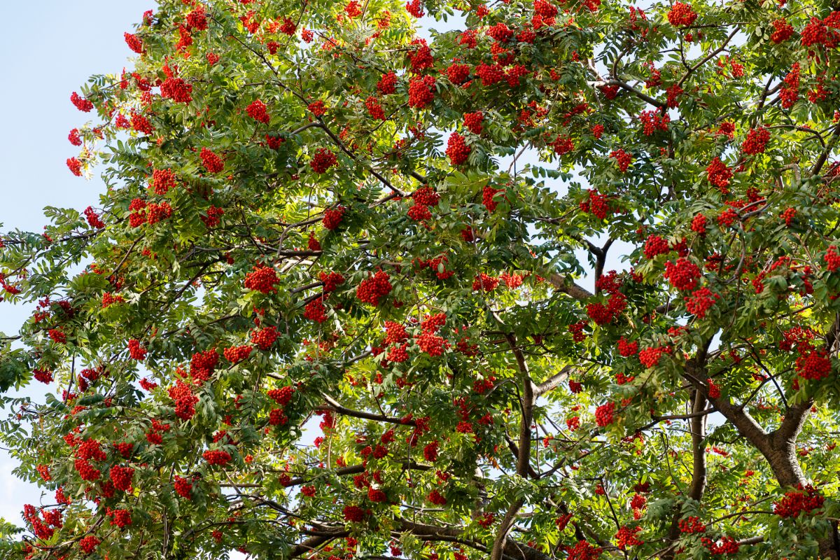 Bright red berries adorn a rowan or mountain ash tree