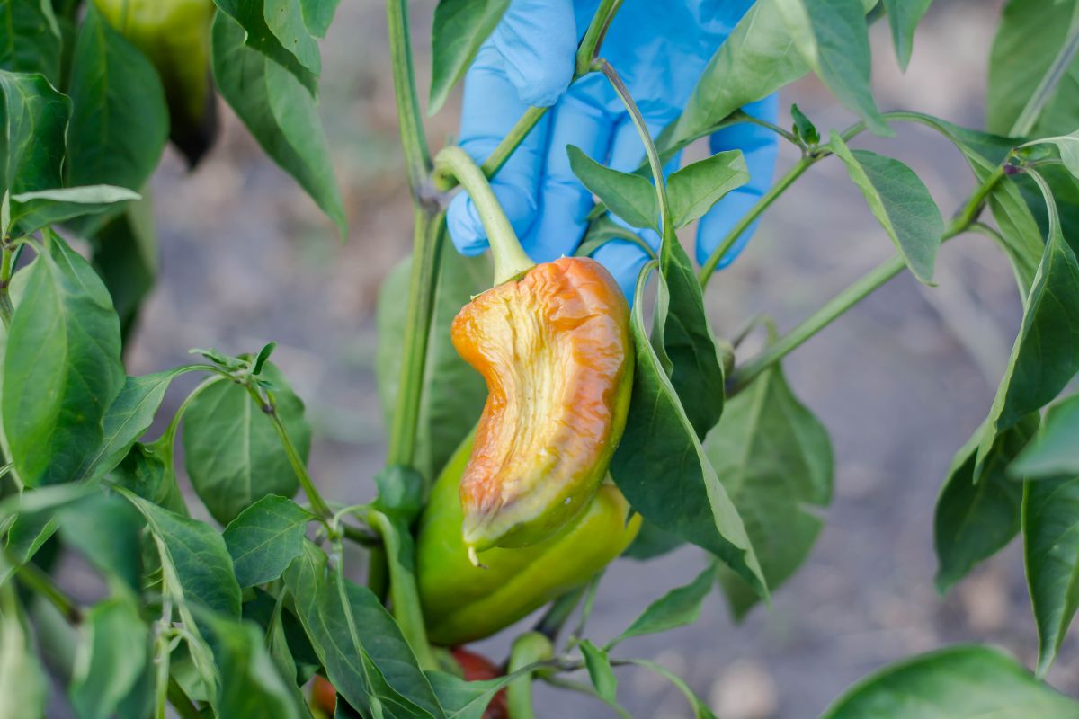 A pepper hanging on a pepper plant that has suffered sun scald.
