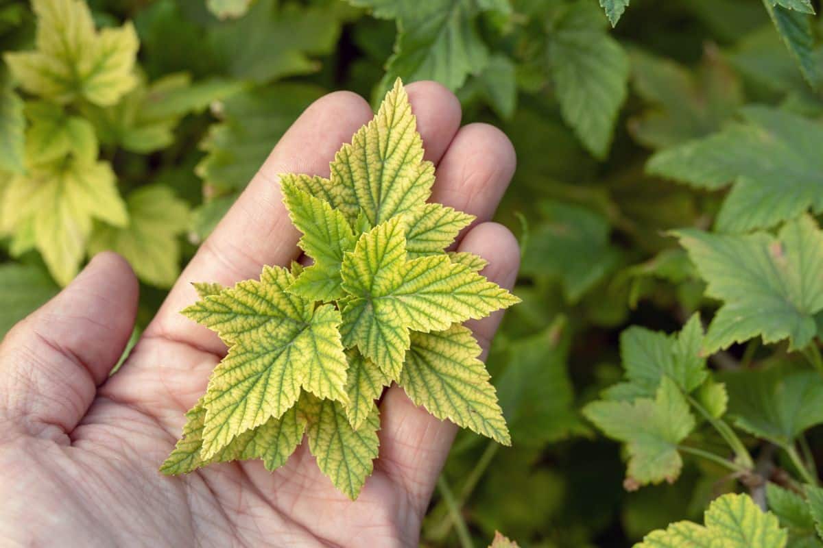 Yellowing leaves indicate a lack of nutrients and soil fertilizer