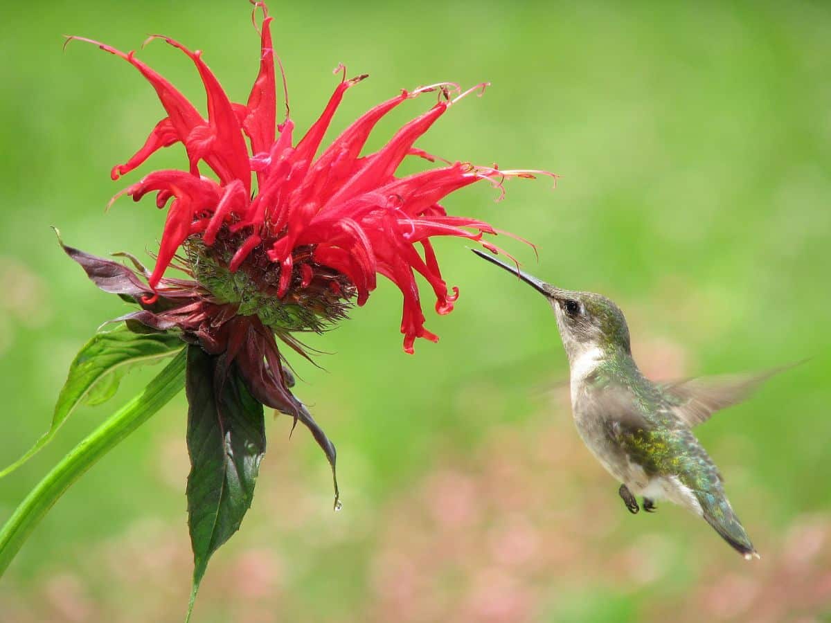 A hummingbird feeds on a bright bee balm plant
