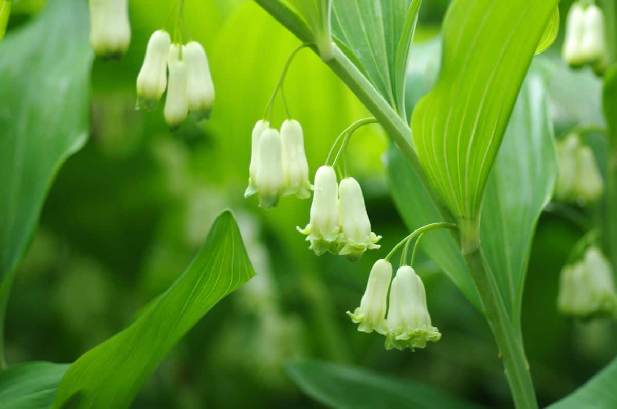 Solomon's seal, a woodland plant, does well in shady dry locations