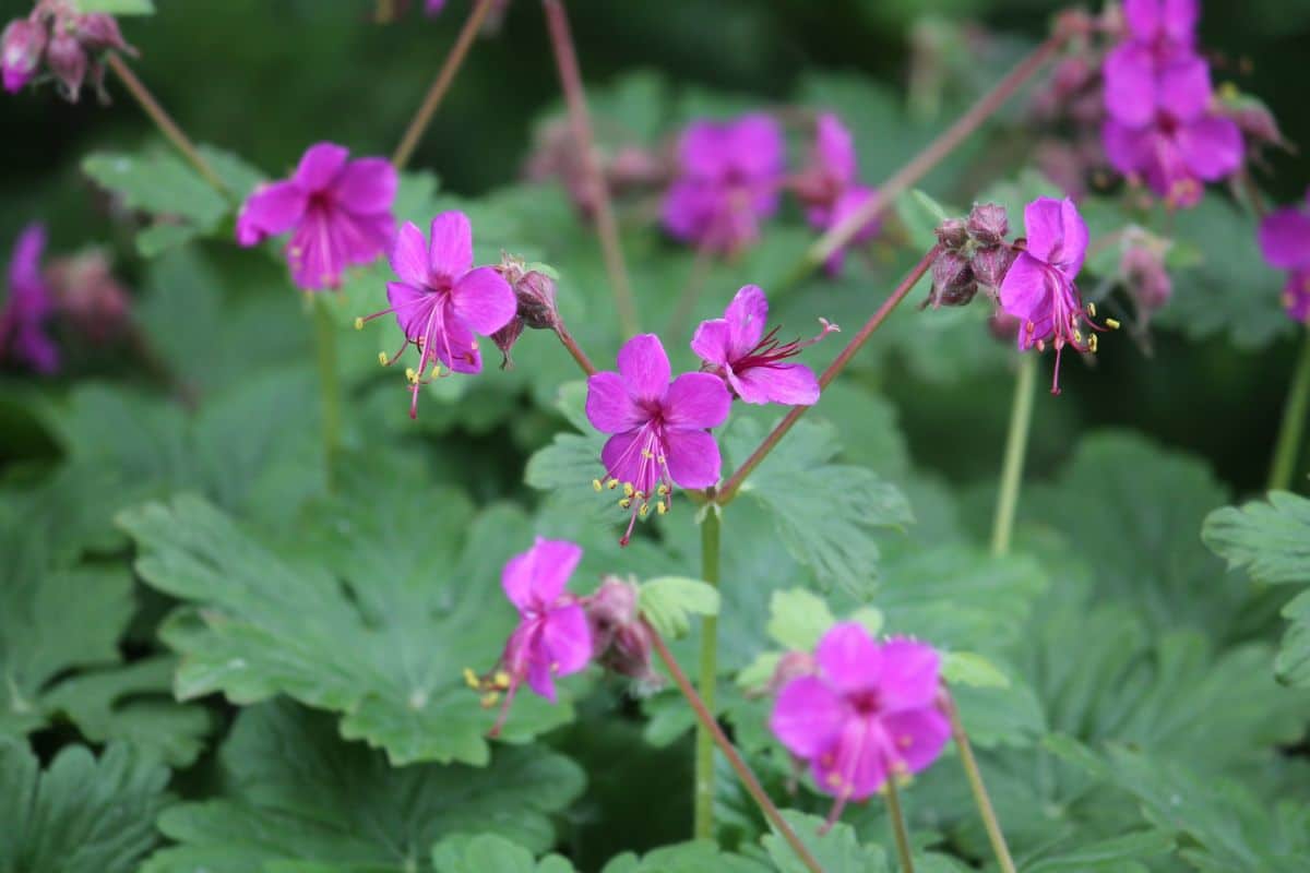 Purple flowering bigroot geranium is a forgiving plant