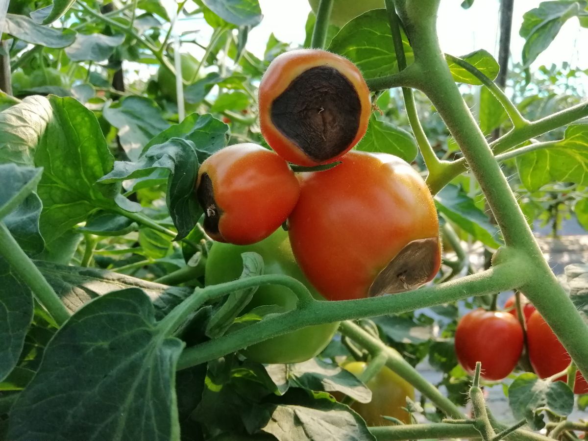 Red tomatoes on the vine suffer from blossom end rot