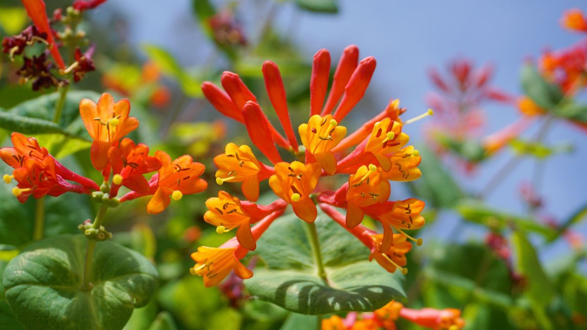 Bright orange trumpet honeysuckle attracts hummingbirds