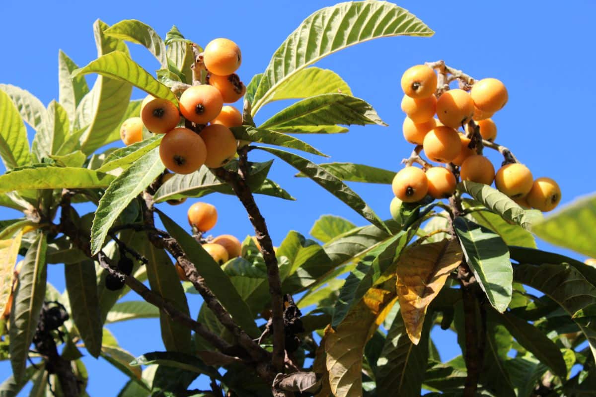 A loquat tree produces small fruits perfect for preserving