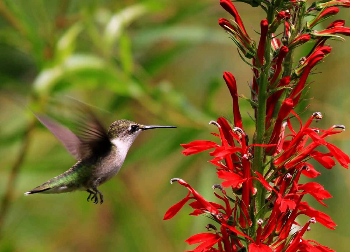 A hummingbird enjoys a meal at a spiky cardinal flower