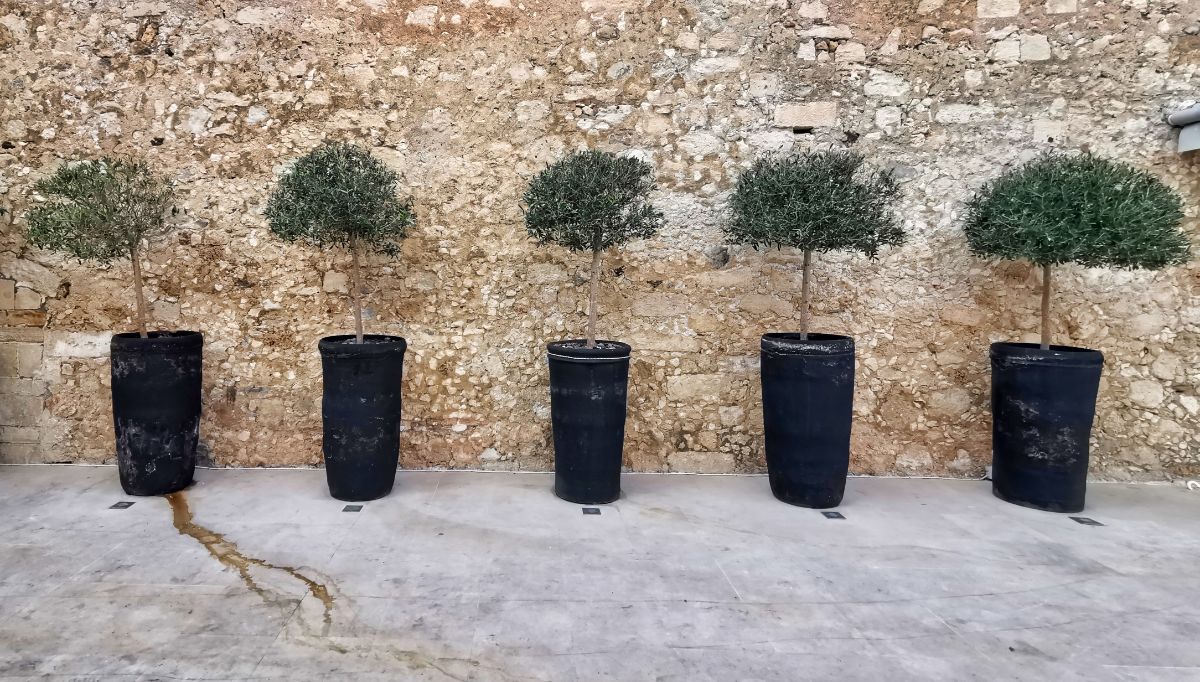 Dwarf olive trees line a retaining wall in a patio garden