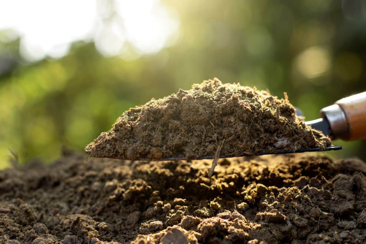 Aged manure worked into garden soil