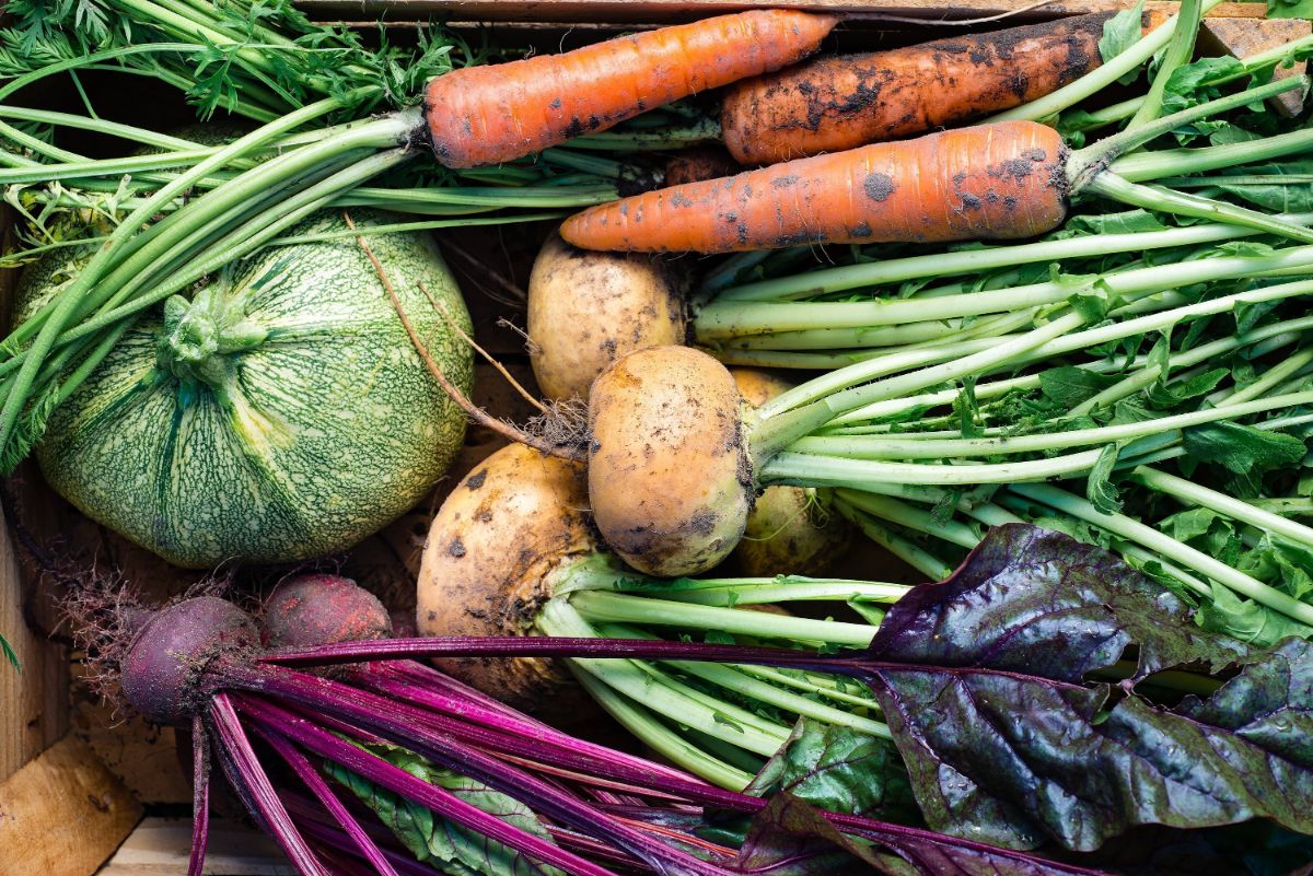 A variety of fall-harvested root crops 