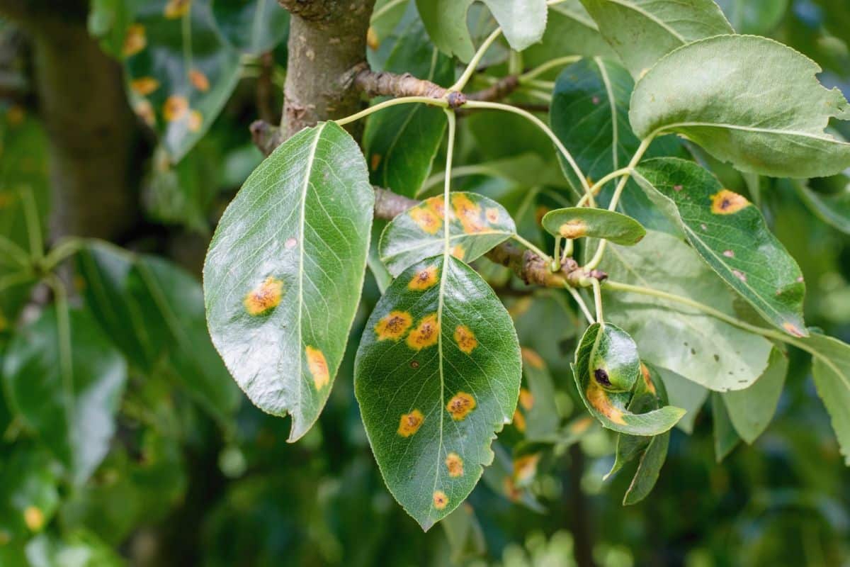 Patches of yellow spots indicate disease on a leafy bush