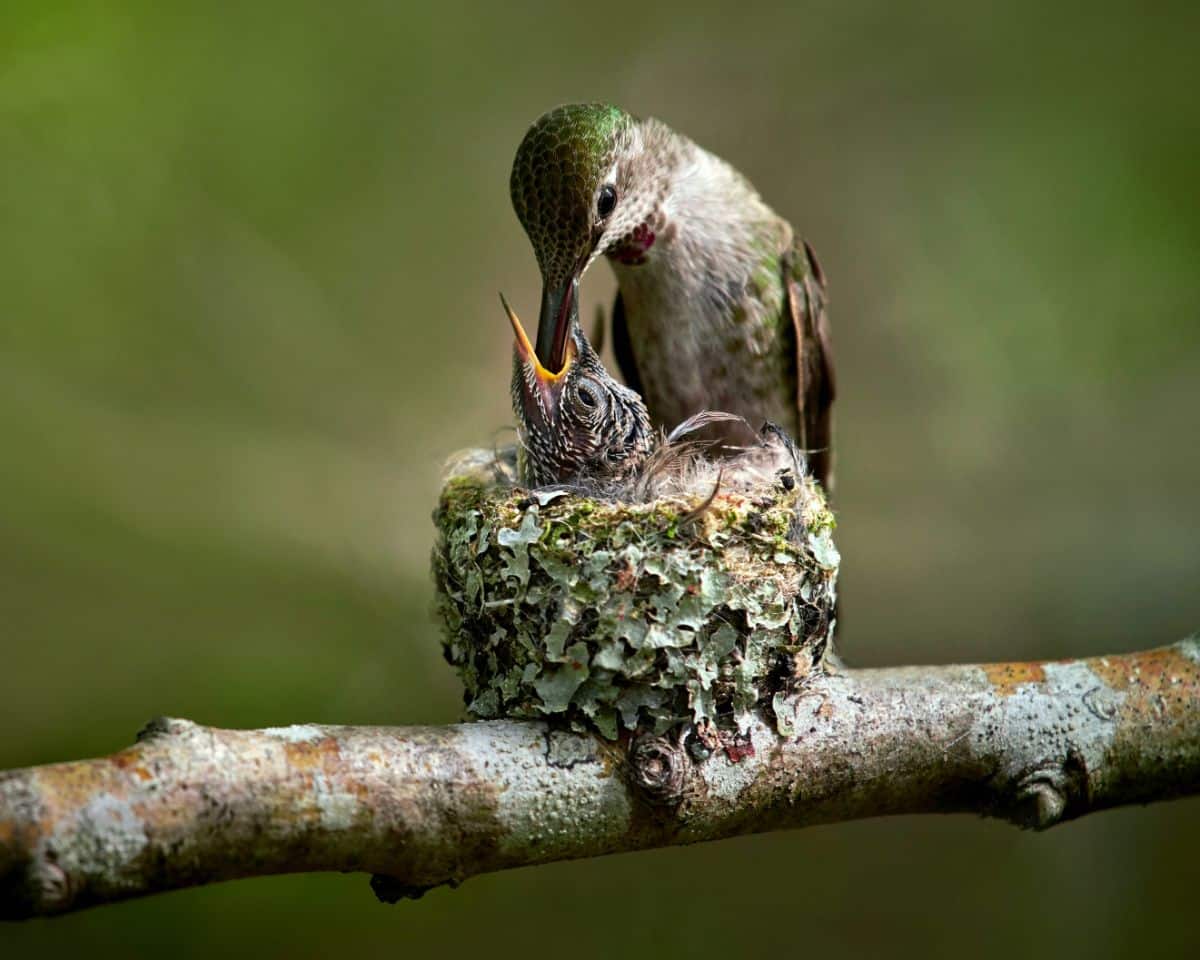An adult hummingbird feeds a baby in the nest