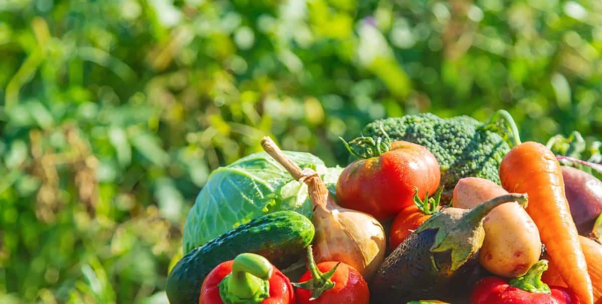  basket of freshly-harvested garden vegetables