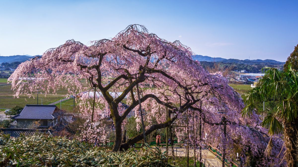 An ornamental cherry tree stands in a small garden in full bloom
