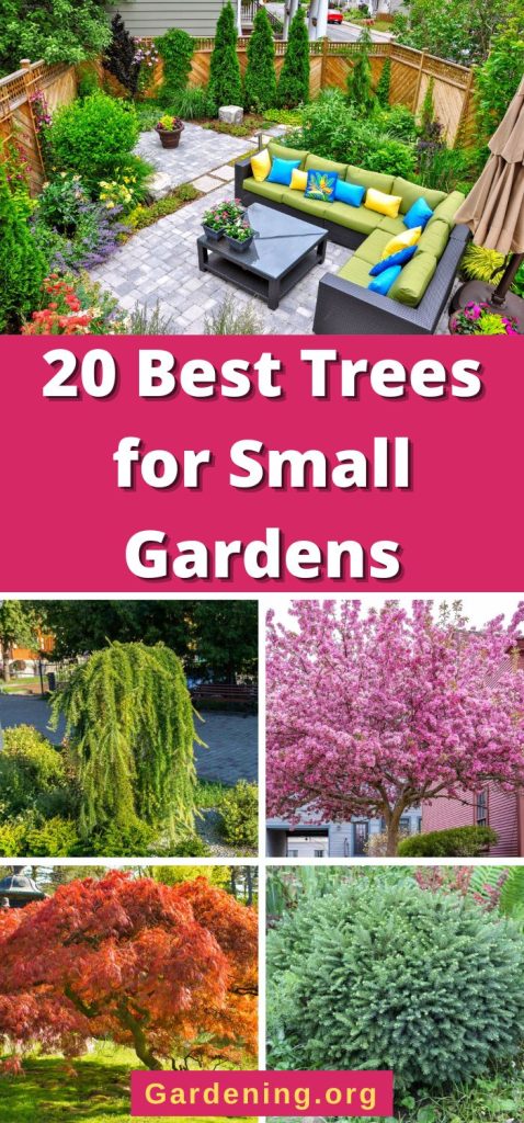 20 Best Trees for Small Gardens pinterest image.