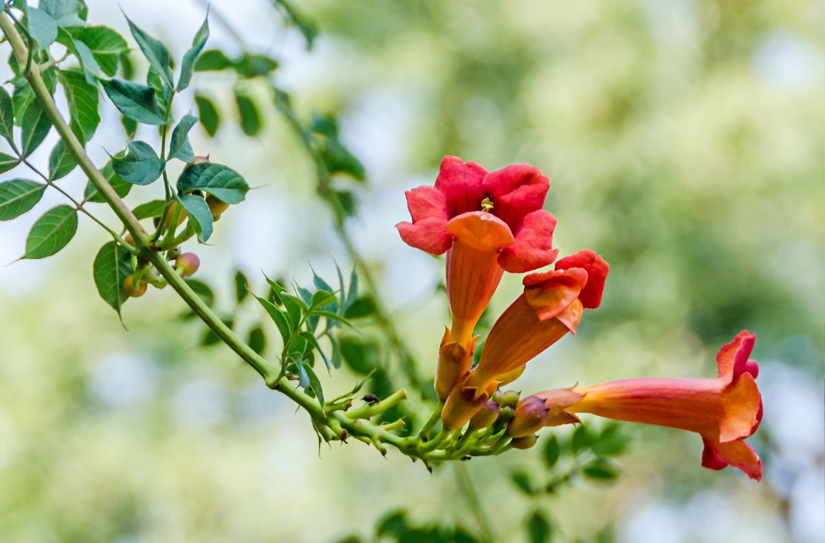 Red-orange trumpet vine invites hummingbirds