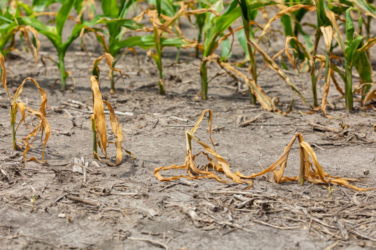 Corn plants are killed by an overspray of herbicide drift