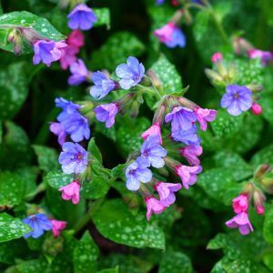 Beautiful blooming Lungwort