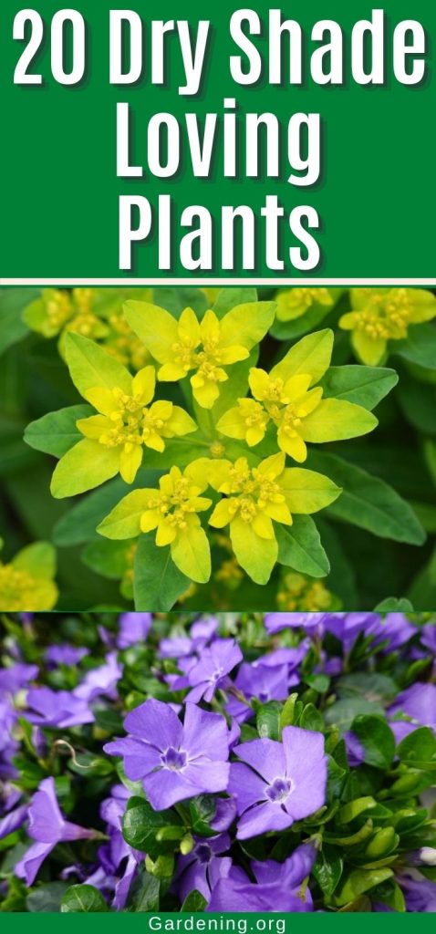20 Dry Shade Loving Plants pinterest image.