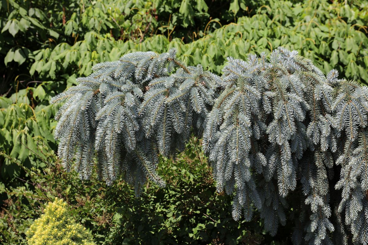 The weeping Colorado spruce is a dwarf evergreen option