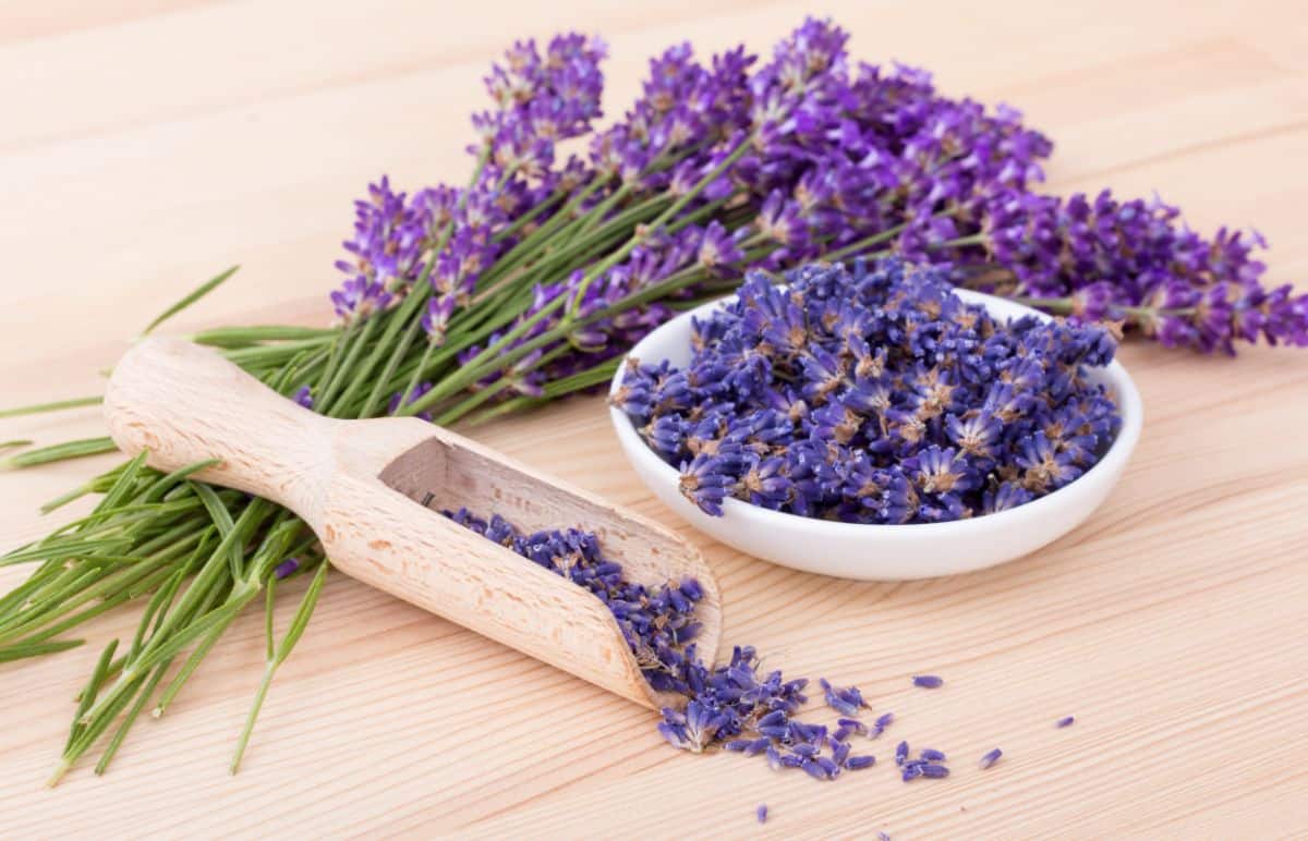 Bright purple dried lavender flowers