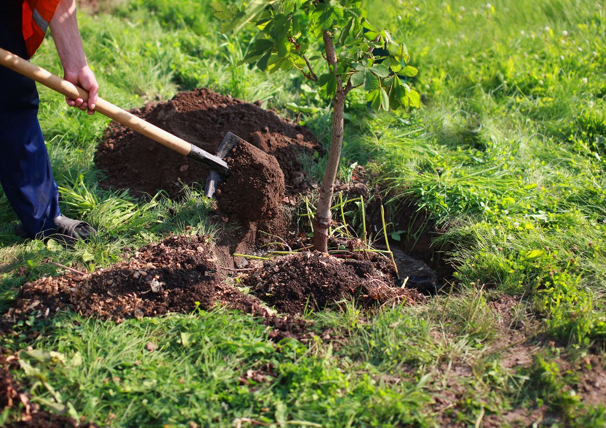 A gardener digs a hole for a new dwarf tree