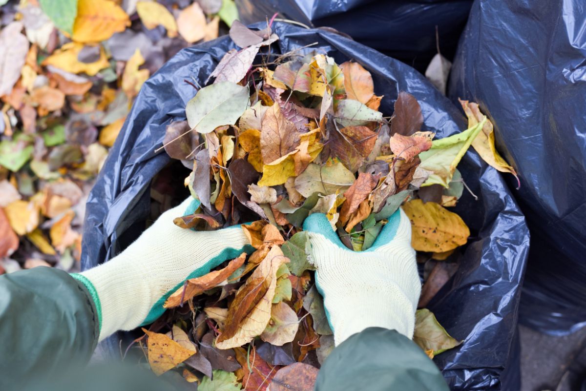 A gardener cleans up diseased plant material in the fall as a preventative measure