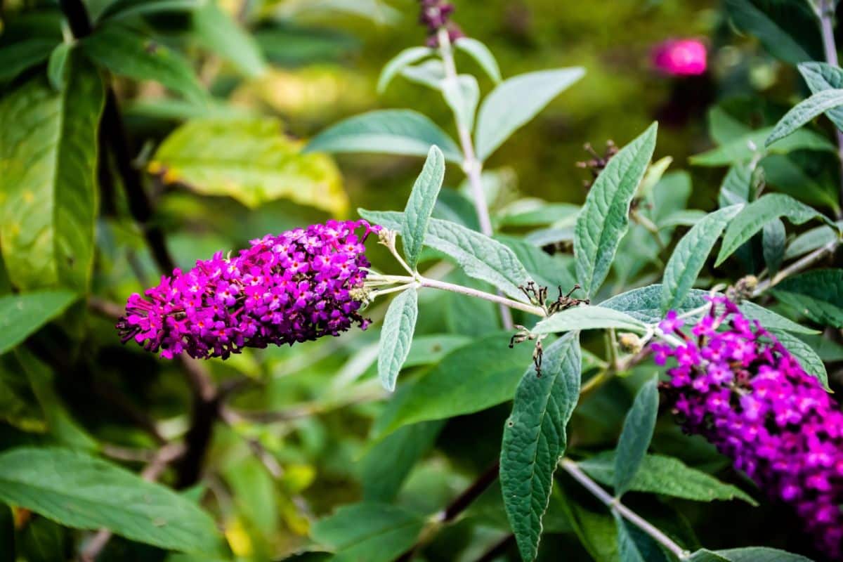 Butterfly bush is highly attractive for hummingbirds, too