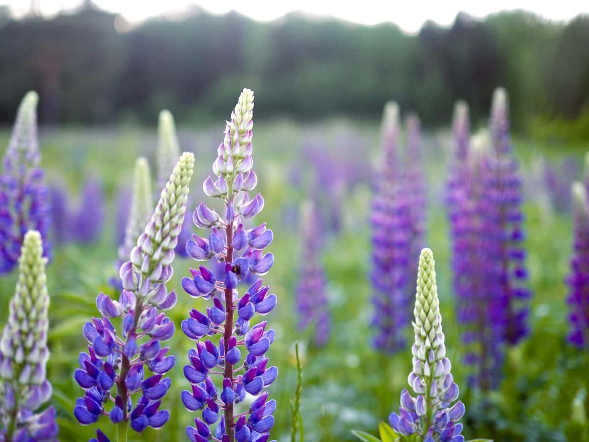 Tall spikes of lupine attract hummingbirds early in the season