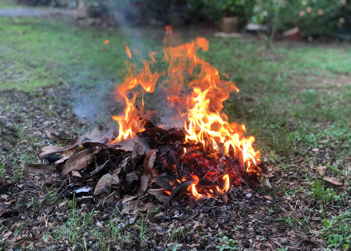 A pile of diseased dead plant matter is burned to stop the spread