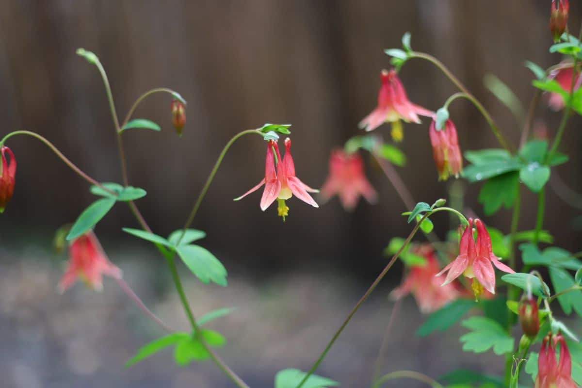 Hanging red columbine flowers attract hummingbirds
