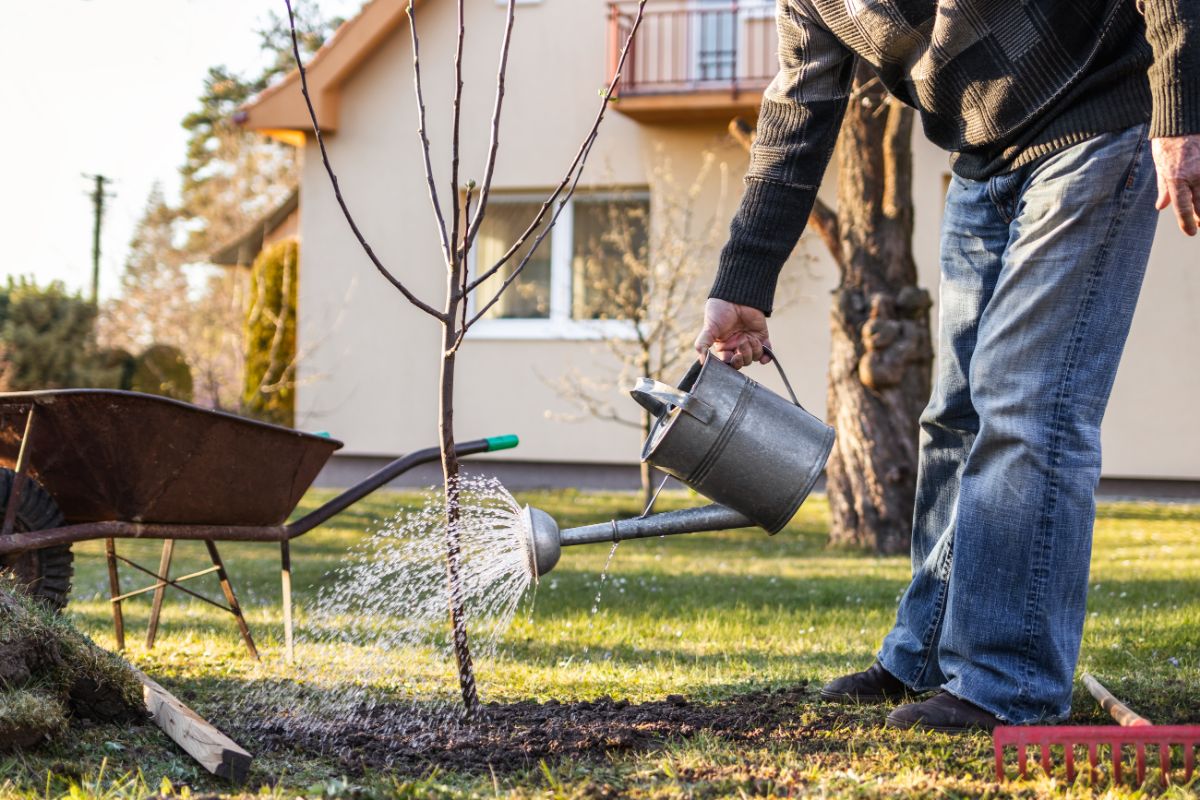 A gardener waters a newly planted tree while it gets rooted and established