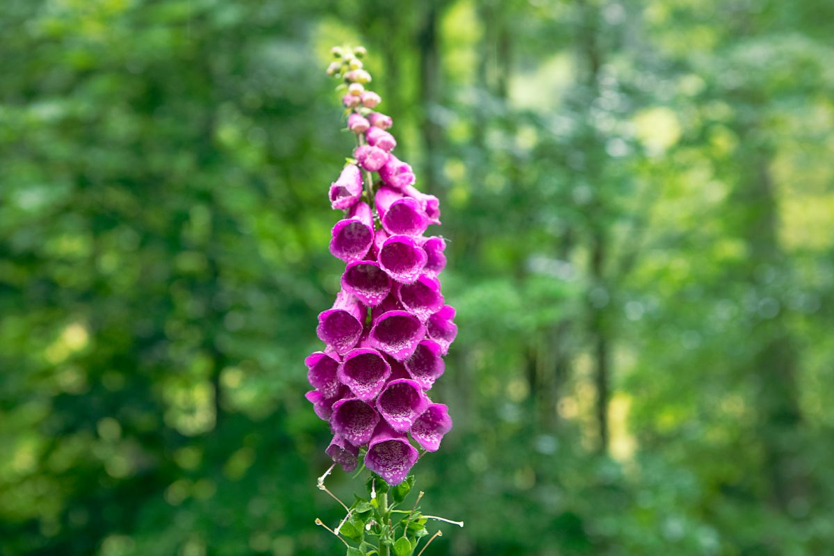 Purple foxglove flowers are perfect for hummingbirds