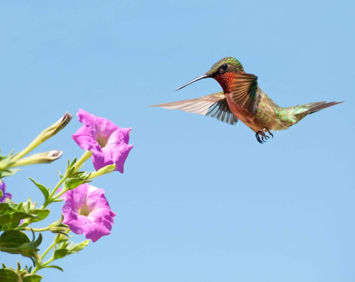 Trumpet shaped flowers like petunias are loved by hummingbirds