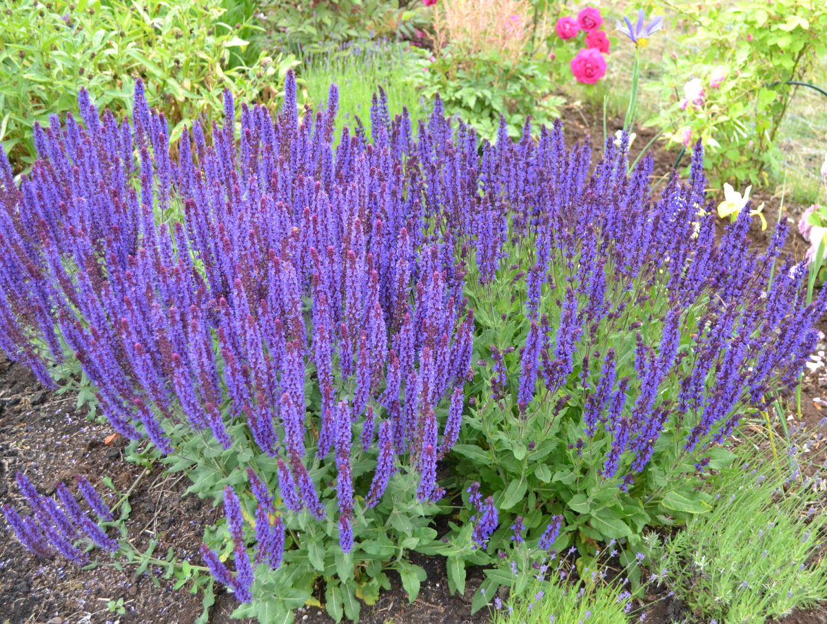 Salvias are easy to grow and highly attractive to hummingbirds