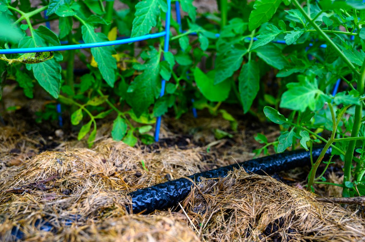 A soaker hose is used for garden watering to prevent wet plants and resulting diseases