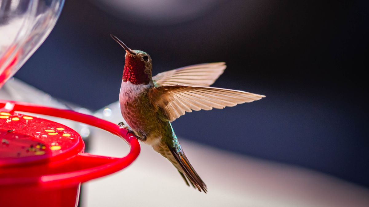 A happy hummingbird feeds at a supplemental hummingbird feeder