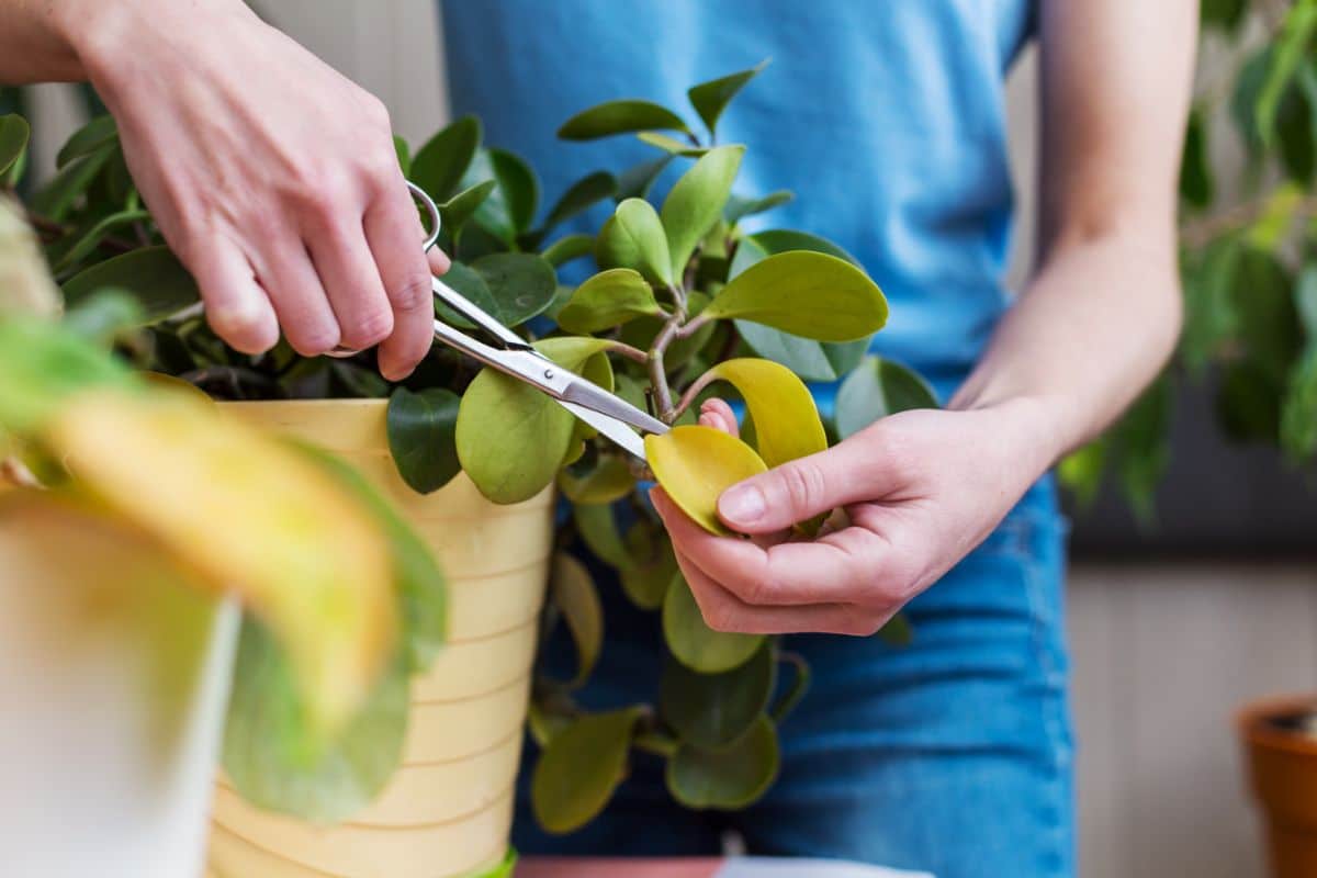 A gardener prunes away diseased leaves to increase air circulation