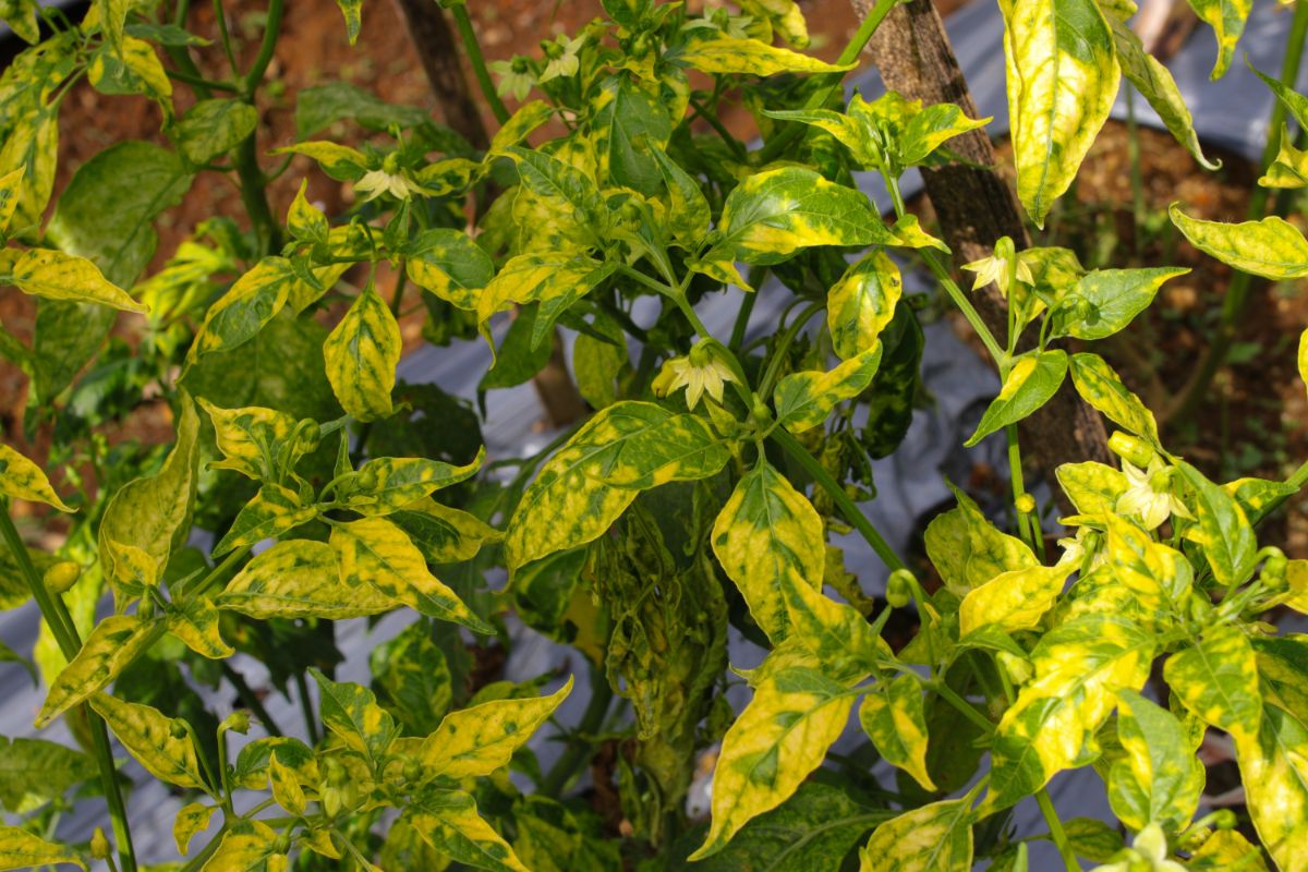 Badly yellowing leaves indicate a plant stricken by disease