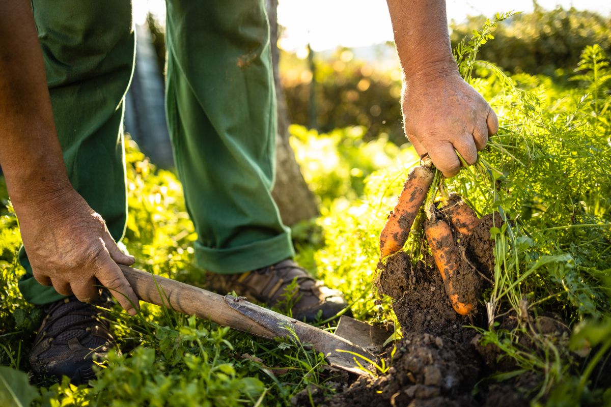 An older man digging carrots in the fall garden