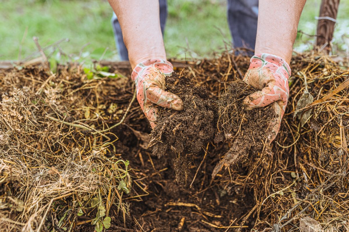 A gardener digging hands into a pile of compost