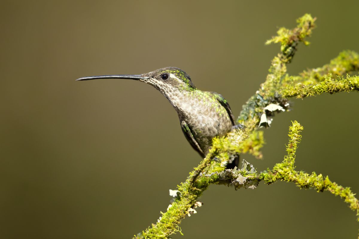 A hummingbird sits on a mossy tree branch