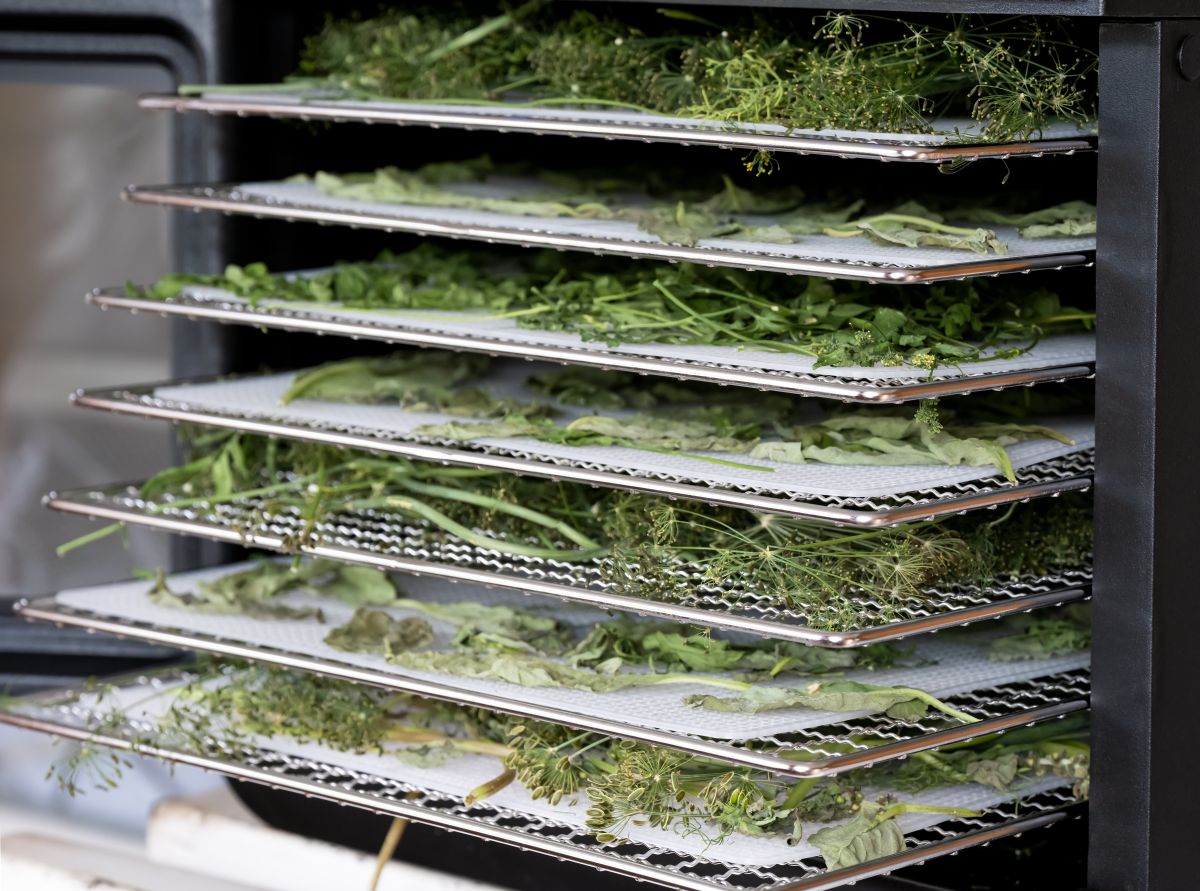 Fresh homegrown herbs on a dehydrator drying rack 